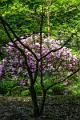 2018_05_26_arboretum de Balaine (0075)